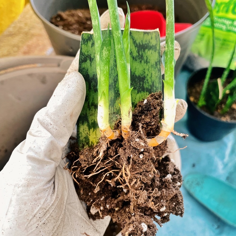 Rooted Snake Plants 🌿 - Picture 2 of 4